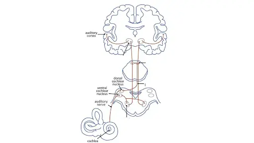 How do TMJ issues lead to tinnitus