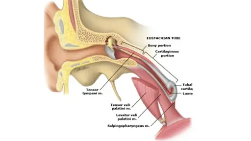 tensor veli palatini muscle