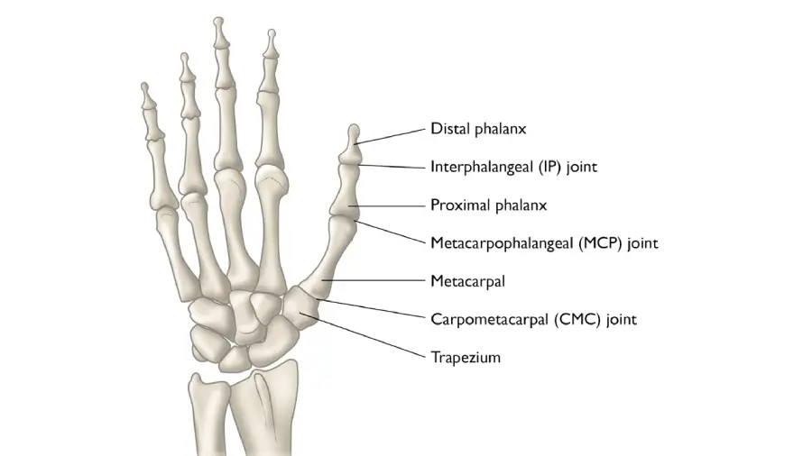 What is Thumb Arthritis